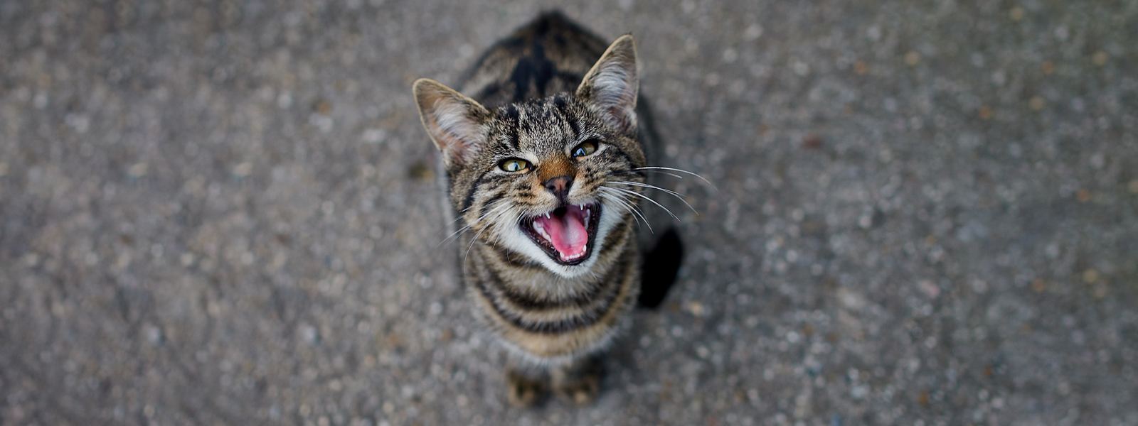 Katze steht auf dem Boden und miaut