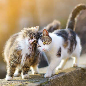 Zwei Katzen die auf einer Mauer ihre Köpfe aneinander reiben