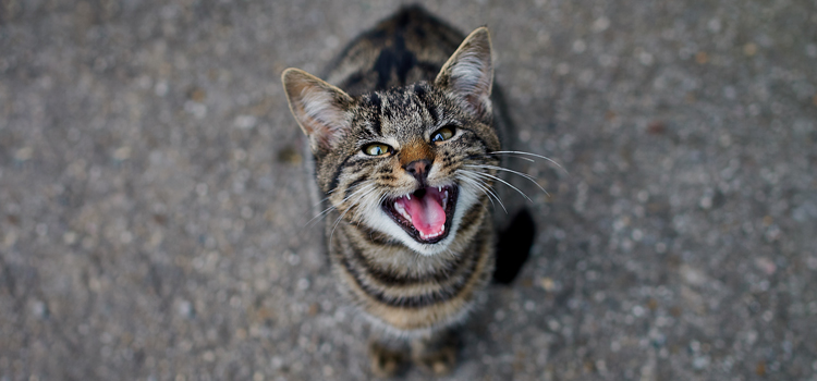 Katze steht auf dem Boden und miaut