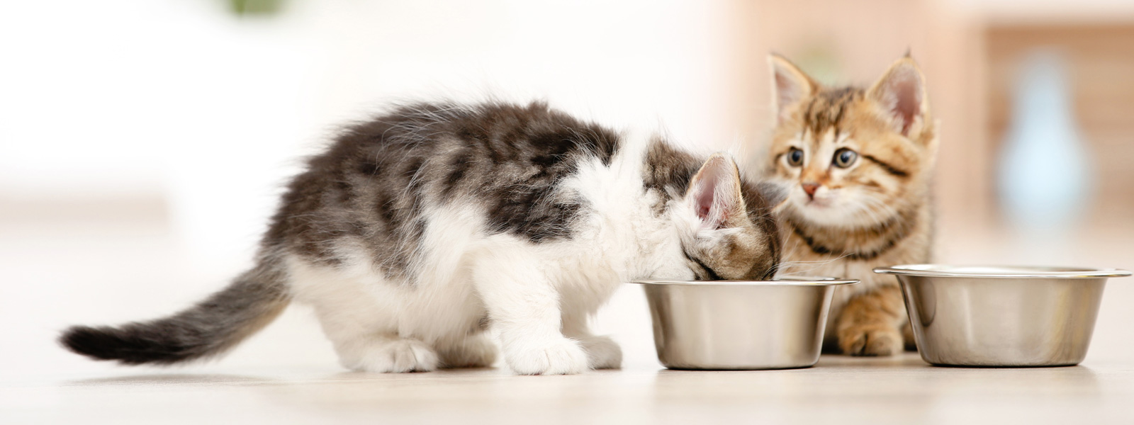 Zwei Kitten die vor zwei Näpfen sitzen und eine isst gerade aus einem Napf