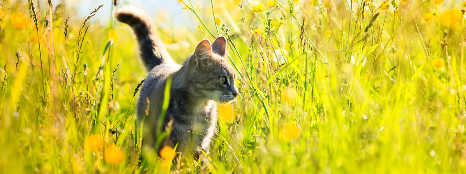 Eine Katze steht auf einer Wiese im strahlenden Sonnenschein.