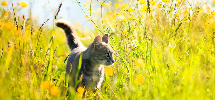 Eine Katze steht auf einer Wiese im strahlenden Sonnenschein.