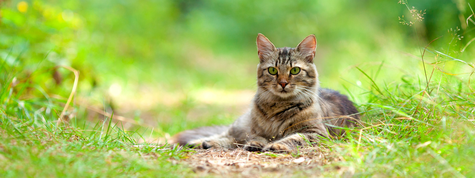 Katze liegt auf einem kleinen Pfad in der Wiese und schaut in die Kamera