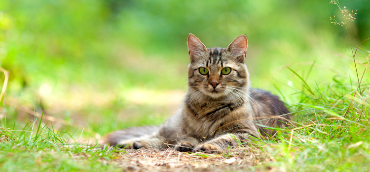 Katze liegt auf einem kleinen Pfad in der Wiese und schaut in die Kamera