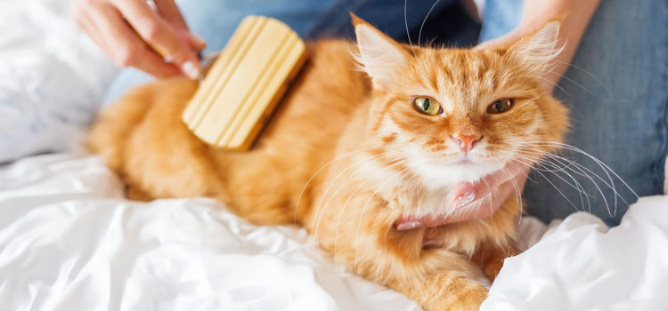 Katze liegt in einem Bett und wird von ihrem Besitzer mit einer Bürste gebürstet