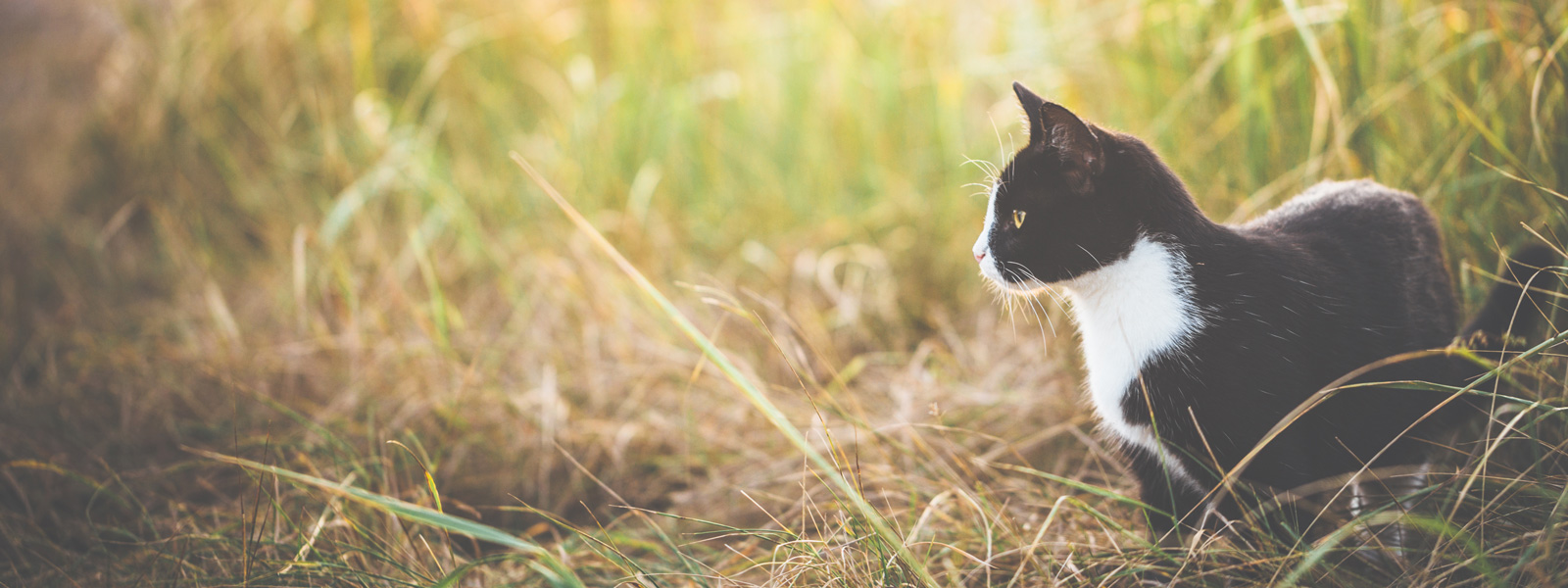 Katze steht in einem Feld mit hoher Wiese, welche etwas vertrocknet aussieht