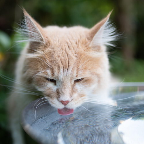 Katze leckt aus einer Schale Wasser