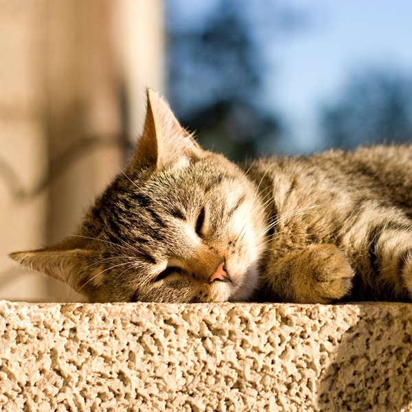 Katze liegt auf einem Stein in der Sonne