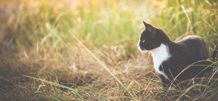 Katze steht in einem Feld mit hoher Wiese, welche etwas vertrocknet aussieht