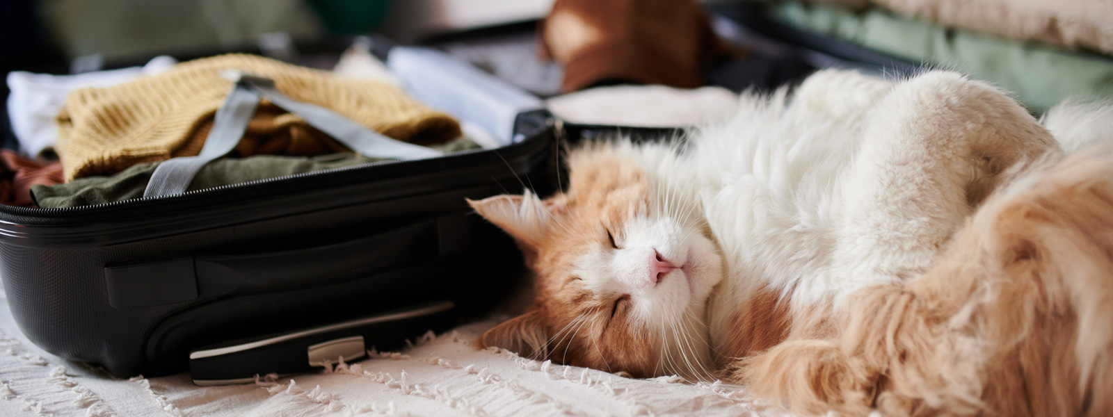 Katze die auf dem Rücken in einem Bett liegt und schläft, neben ihr liegt ein geöffneter Koffer der gerade gepackt wird