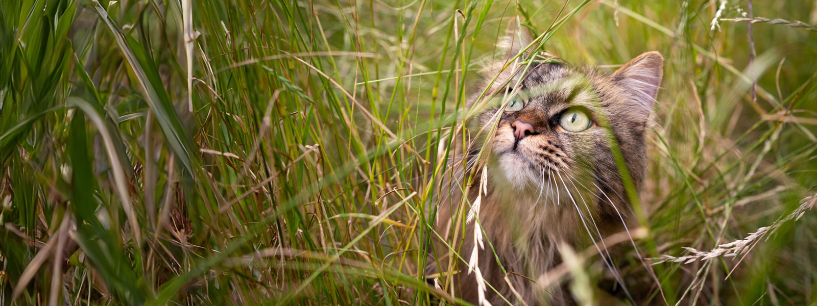 Katze sitzt in hohem Gras und sieht zwischen den Halmen nach oben