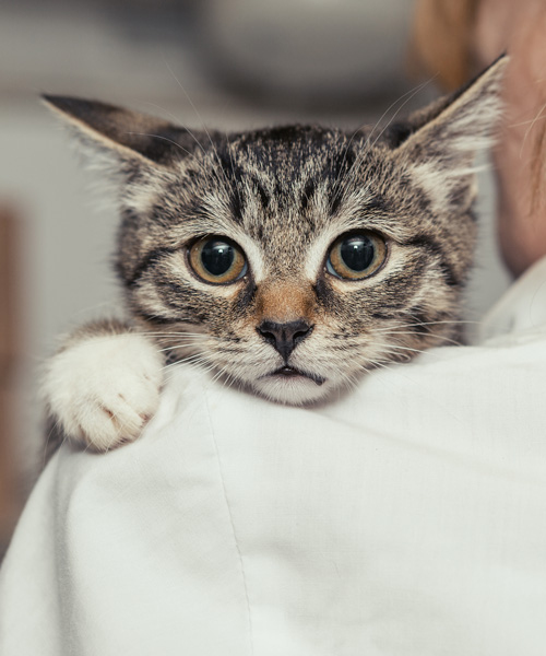 Katze legt ihren Kopf auf Schulter ab