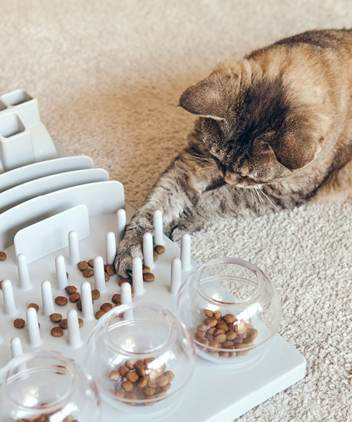 Eine Katze spielt mit einem Inteligenzspiel in der Wohnung