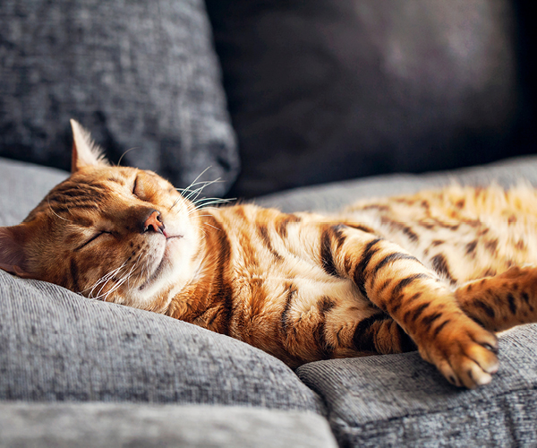 Eine Katze liegt liegt erschöpft auf dem Sofa