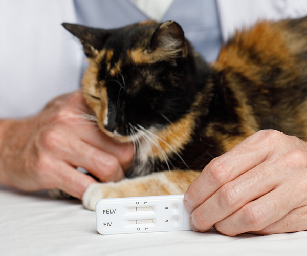 Eine Katze wird beim Tierarzt positiv auf FIV getestet