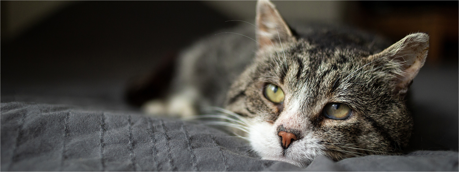 Ein erschöpfte Katze liegt im Bett