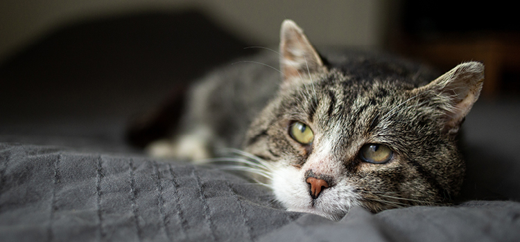 Ein erschöpfte Katze liegt im Bett