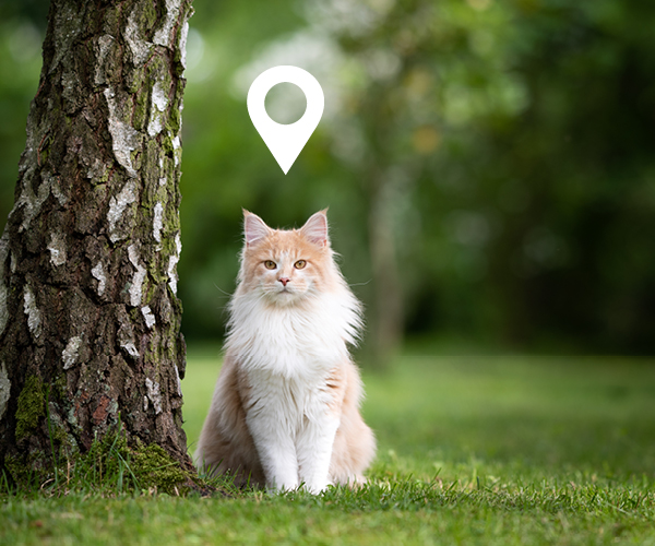 Eine gechippte Katze wird draußen geortet