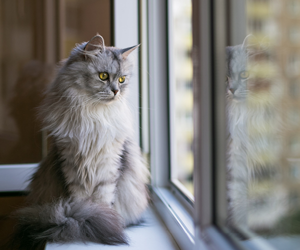 Eine gechippte Katze schaut aus einem geöffneten Fenster