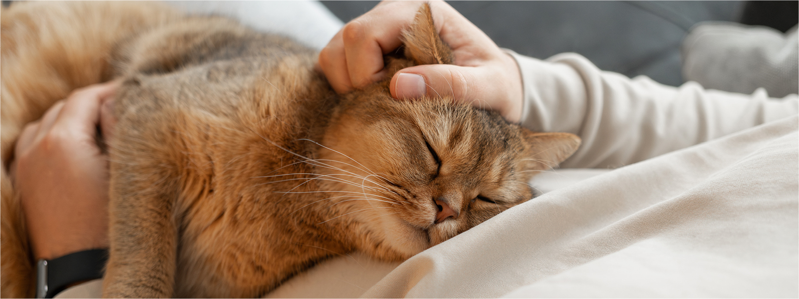 Eine gechippte Katze liegt und wird gestreichelt