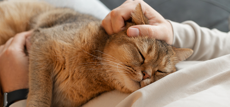Eine gechippte Katze liegt und wird gestreichelt