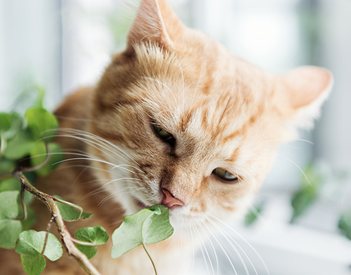 Katze riecht an einer Pflanze