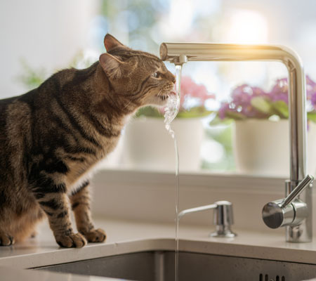 katze trinkt von einem wasserhahn