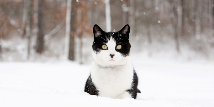 verschiedene Katzenrassen sitzen in einer Reihe