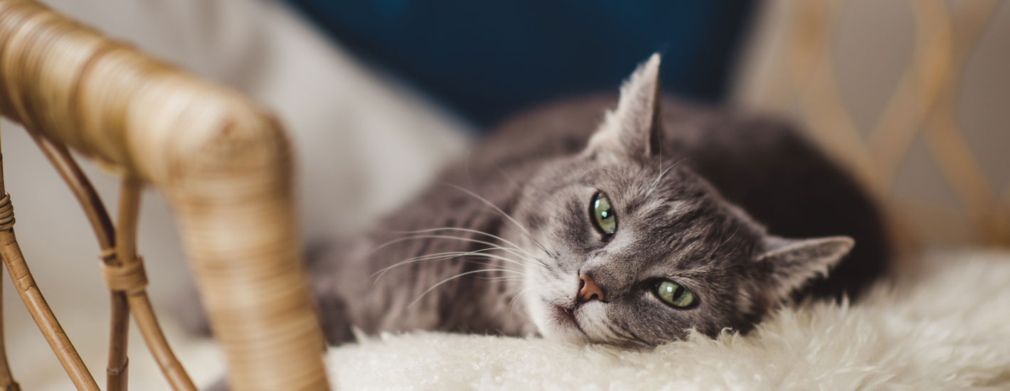 Katze liegt auf einem flauschigen Stuhl