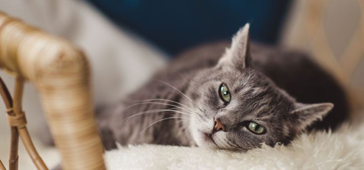 Katze liegt auf einem flauschigen Stuhl