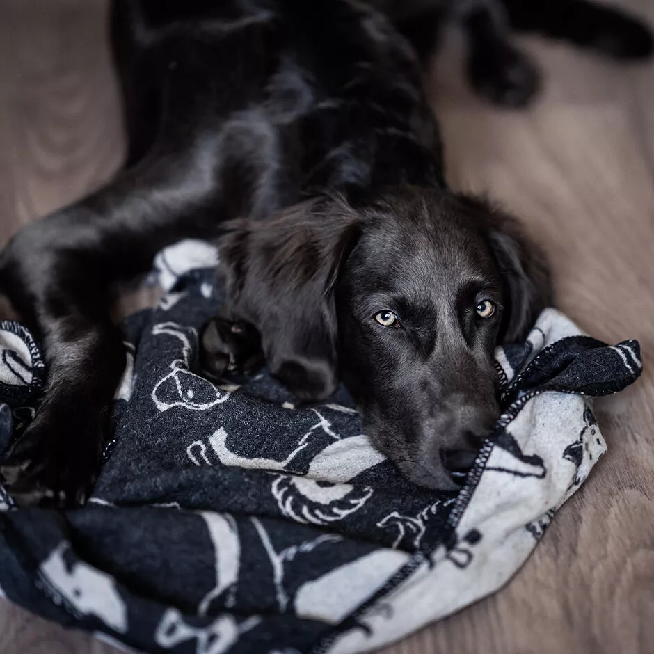 Hundedecke groß