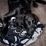 Hundedecke groß