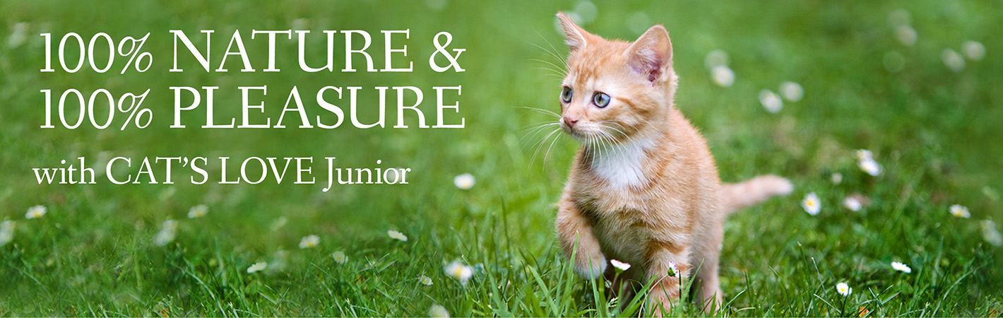 Banner on which a kitten runs on a meadow covered with daisies with the writing: 100% nature & 100% pleasure with CAT'S LOVE Junior