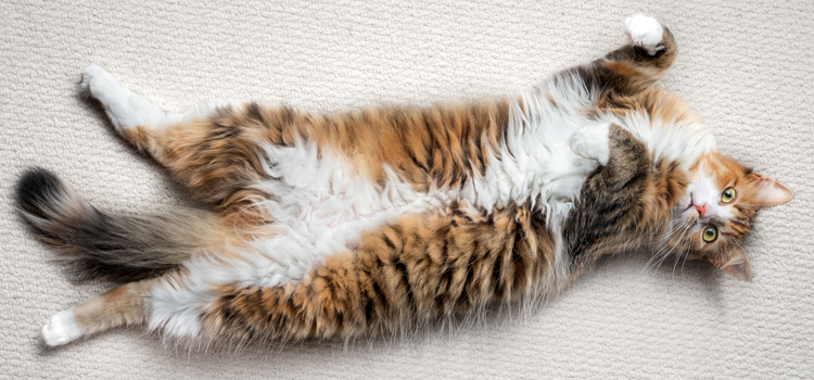 Cat lies on its back on a carpeted floor and looks into the camera