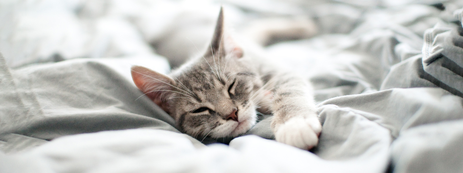 Cat lying on a blanket in bed and sleeping