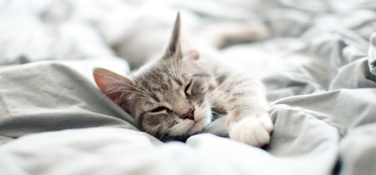 Cat lying on a blanket in bed and sleeping