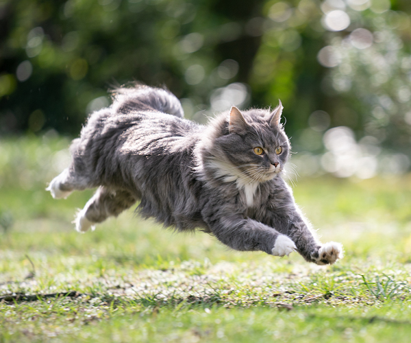 A cat runs very fast in the wild