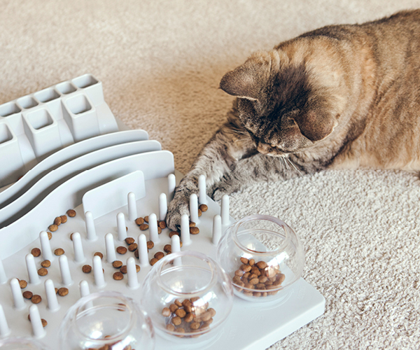 A cat plays with an intelligence game in the flat