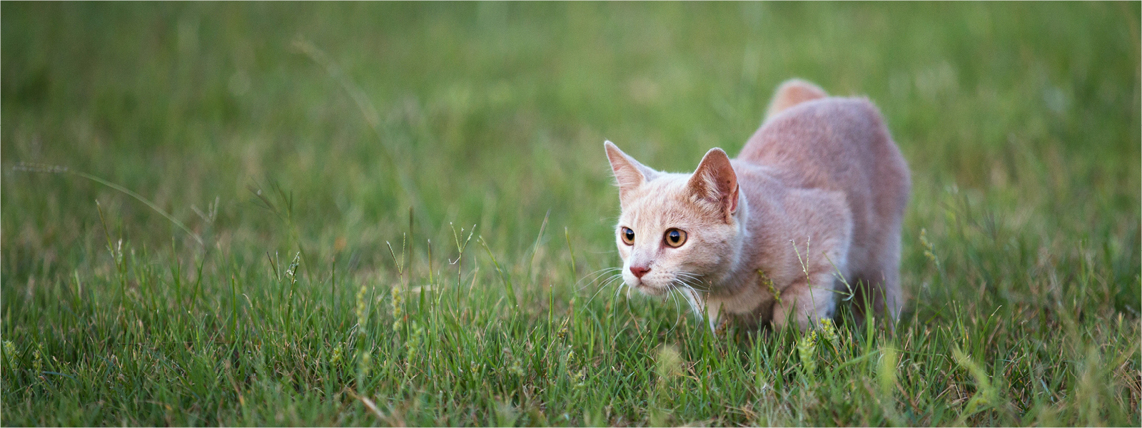 A cat hunts outdoors in nature