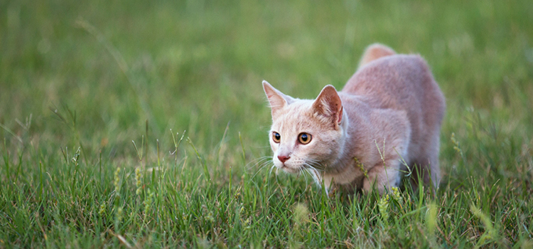 A cat hunts outdoors in nature