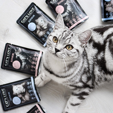 A cat sits on the floor and looks up at the camera, surrounded by CAT'S LOVE Junior Pouches