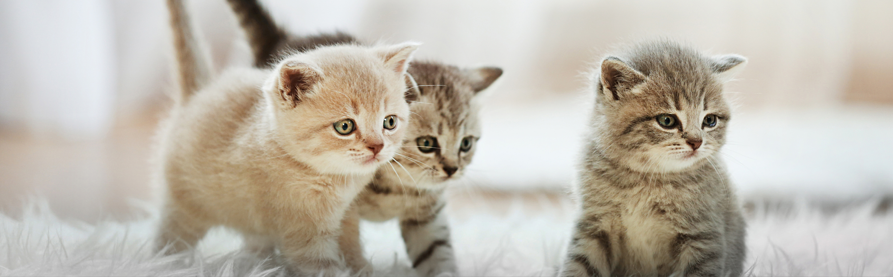 3 Kitten die auf einem Teppich laufen und sitzen