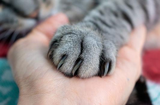 Paw care for cats