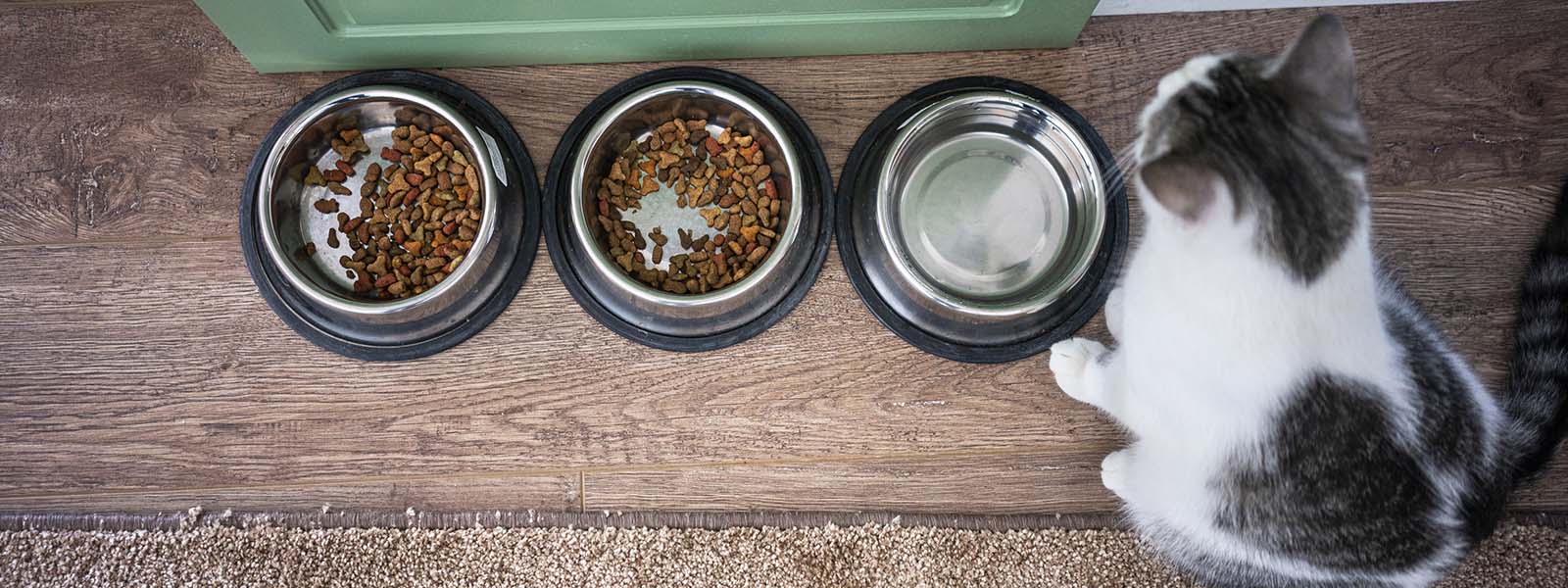 cat sitting in front of full food bowls