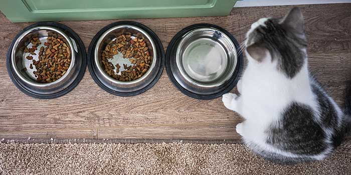 cat sitting in front of full food bowls