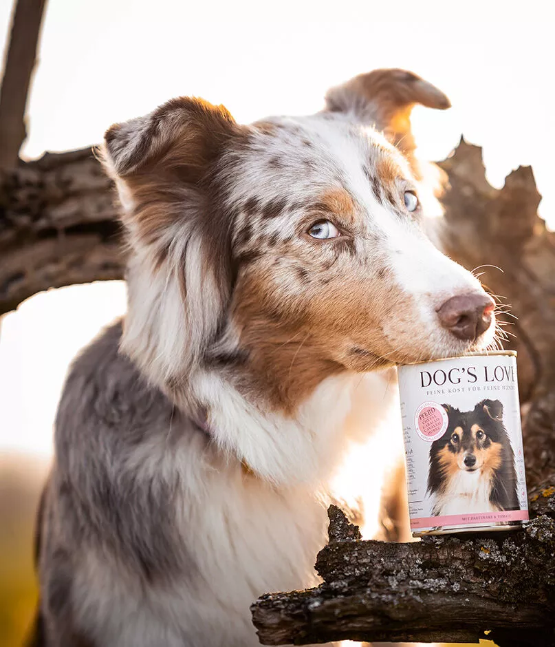 Hipoalergenico Caballo | Alimento hipoalergénico para perros