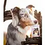 Hipoalergenico Caballo | Alimento hipoalergénico para perros