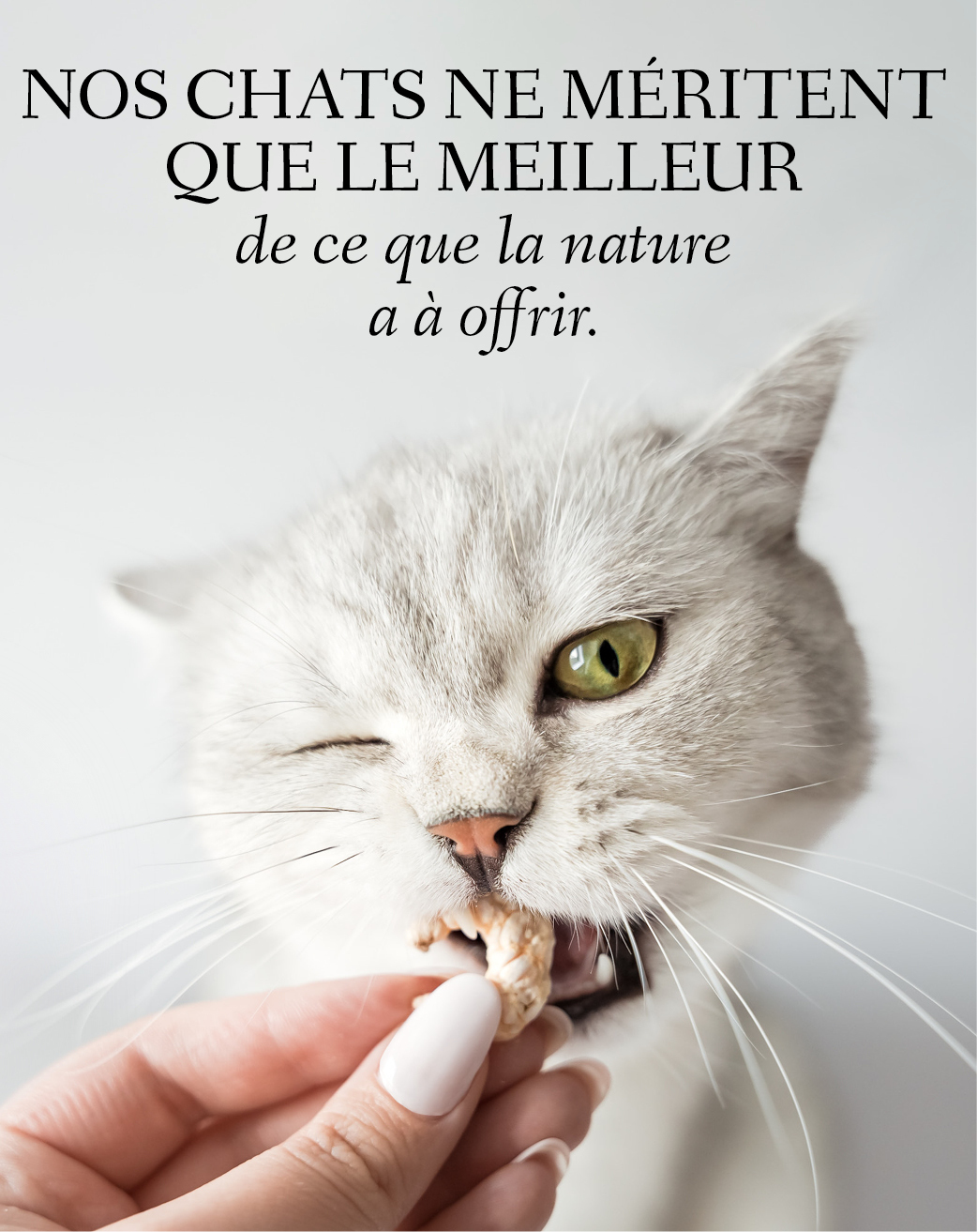 Bannière avec un chat grignotant une crevette avec le texte : Nos chats ne méritent que le meilleur que la nature a à offrir.