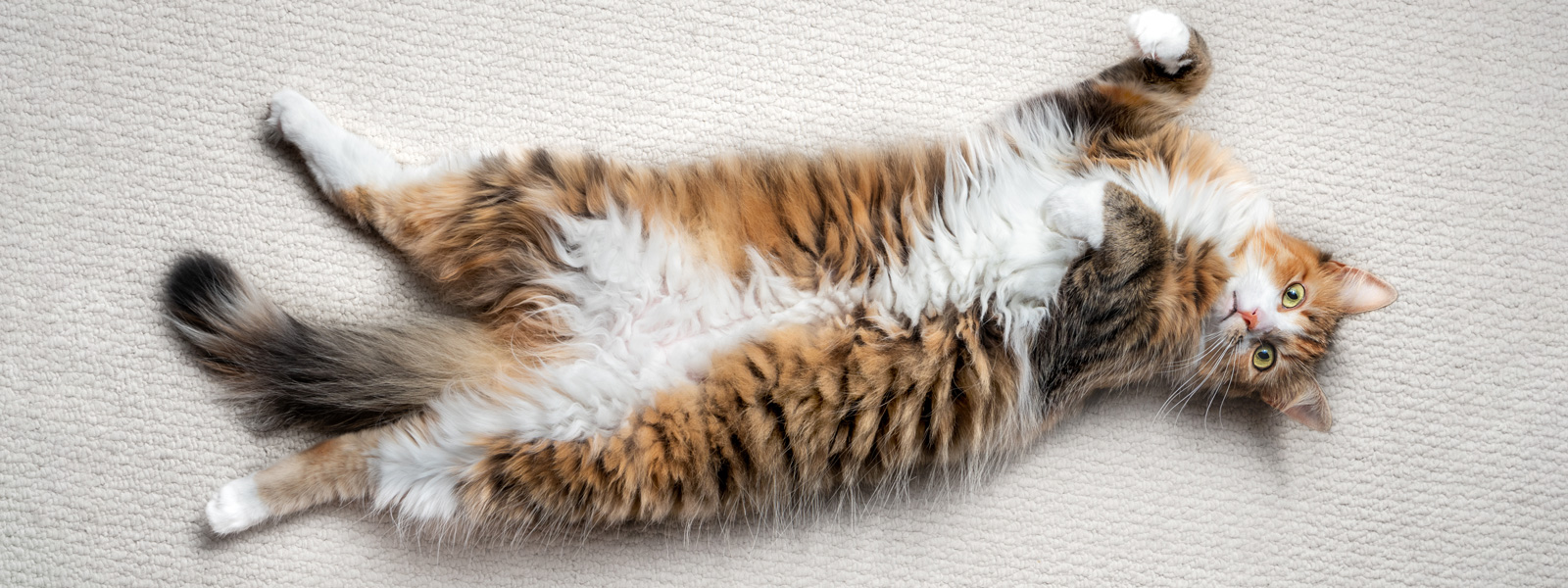 Chat couché sur le dos sur une moquette et regardant la caméra