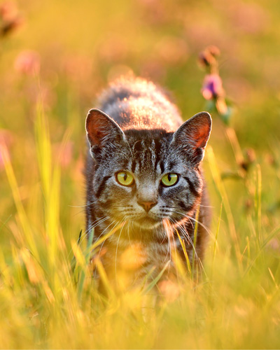 Katze die in hohem Gras steht und zwischen diesen durch, in die Kamera sieht